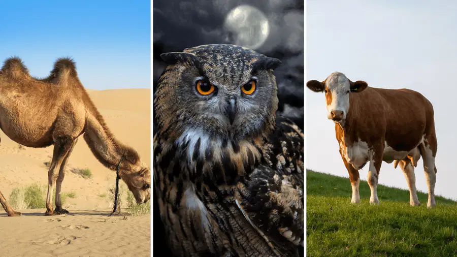 media