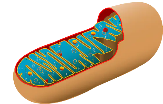 Media Image