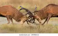 media
