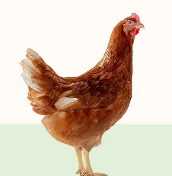 Media Image