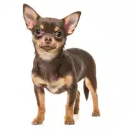 Media Image