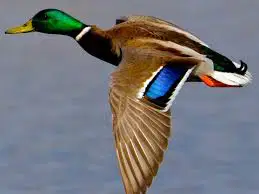 Media Image