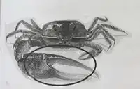 Media Image
