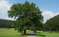 Media Image