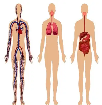 Circulatory, Respiratory, Digestive