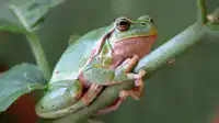 Media Image