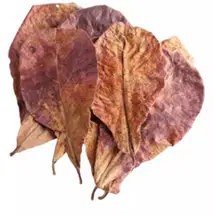 Media Image
