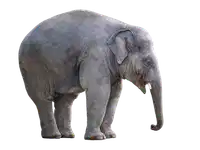 Media Image
