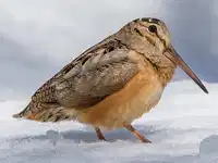Media Image