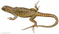 Media Image