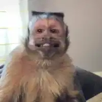 Media Image