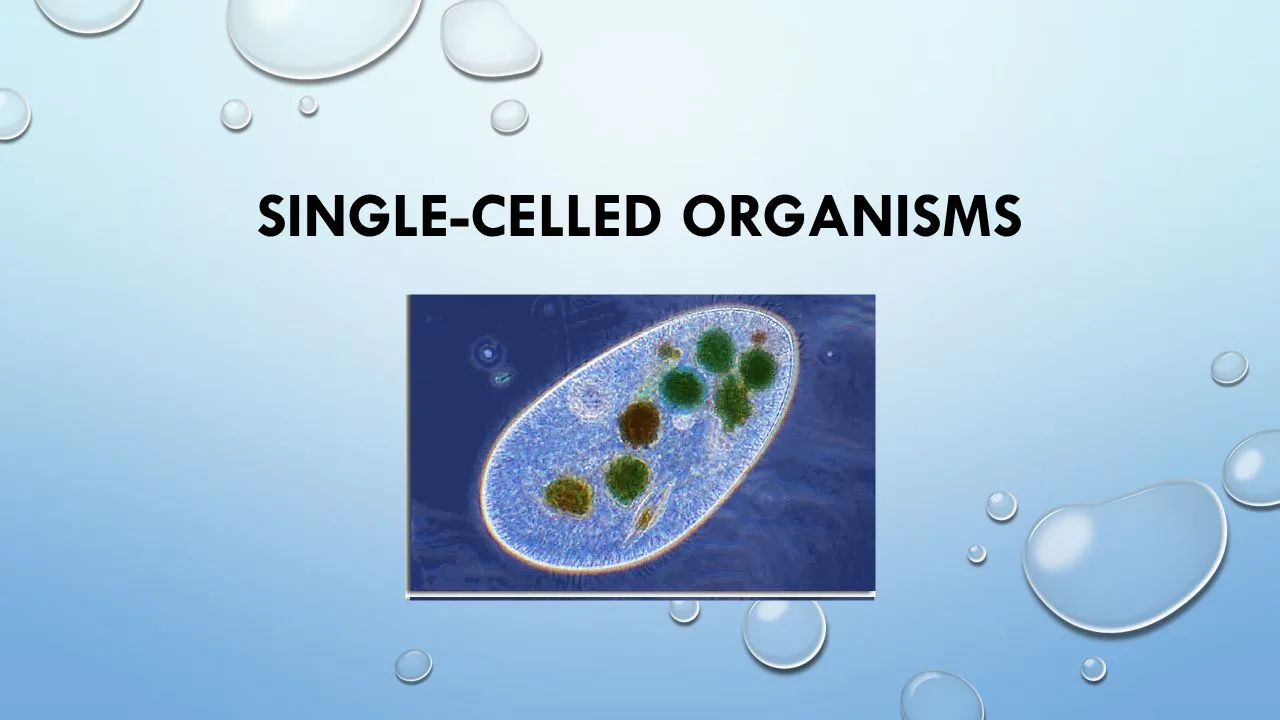 Single-Celled Organisms Quiz