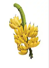 Media Image