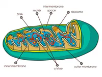 Media Image