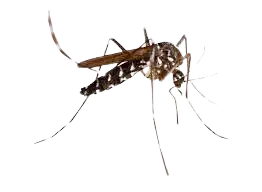 Media Image