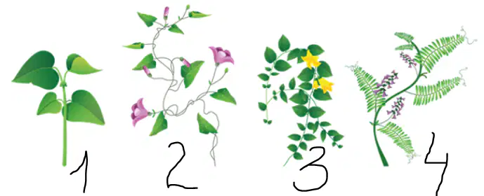 Question Image