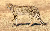 Media Image