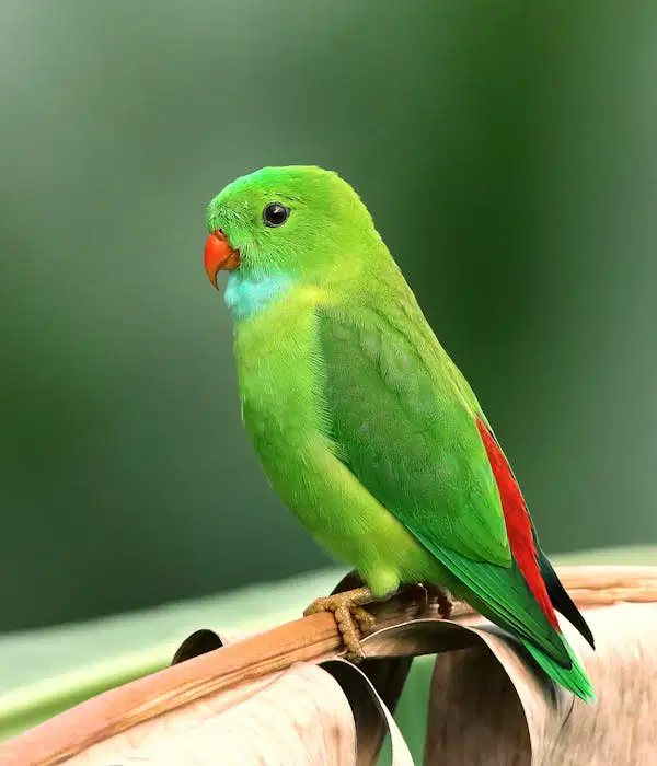 Media Image