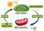 7.1 How Organisms get Cellular Energy