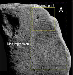 Media Image