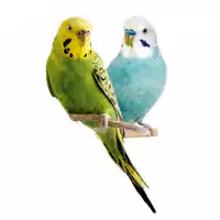 Media Image