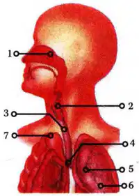 Media Image