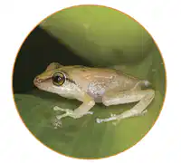 Media Image