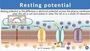 Resting Membrane Potential
