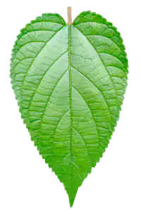 Media Image