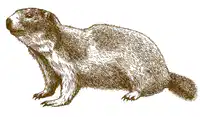 Media Image