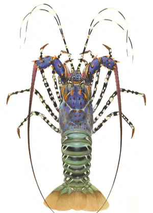 Media Image