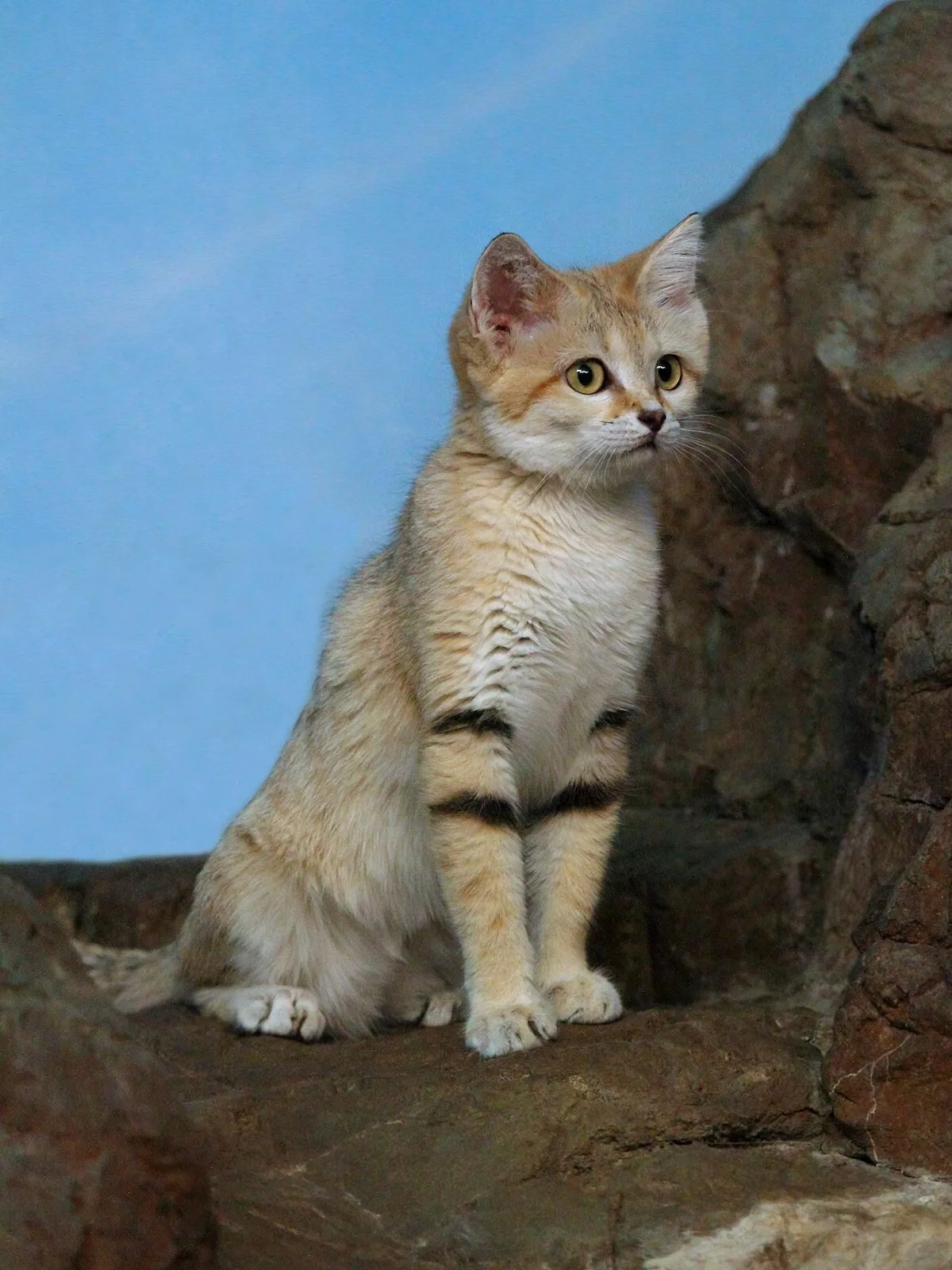 Media Image