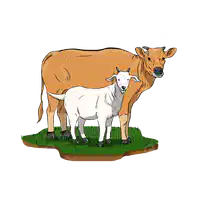 Media Image