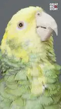 Meet Tango, the intelligent yellow-headed amazon parrot 11th Grade ...