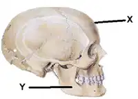 Media Image