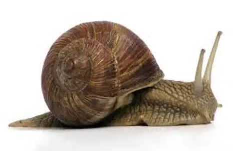Media Image