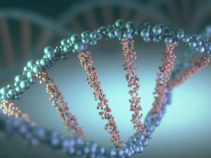 Genetics Quiz 1