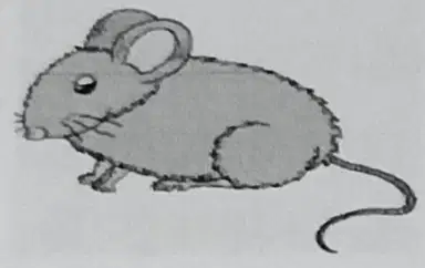 Media Image