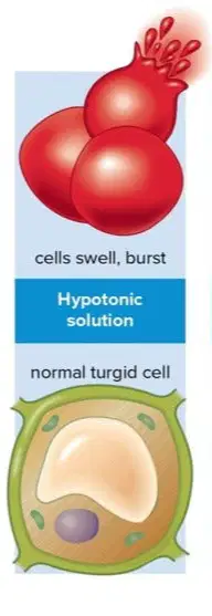 media