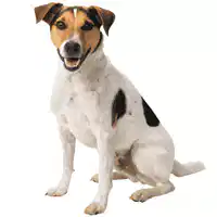 Media Image