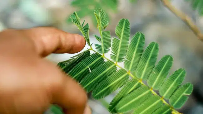 Media Image