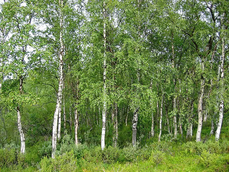Media Image