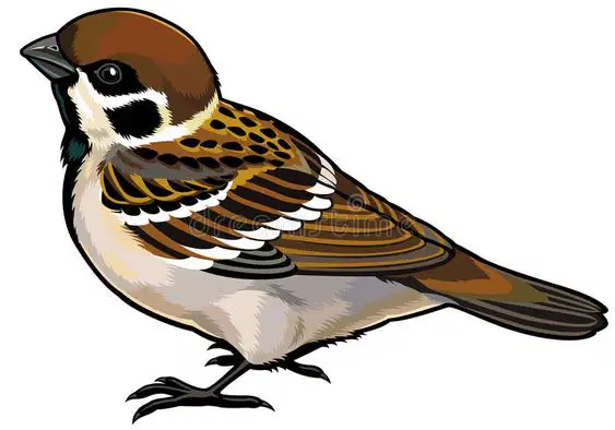 Media Image
