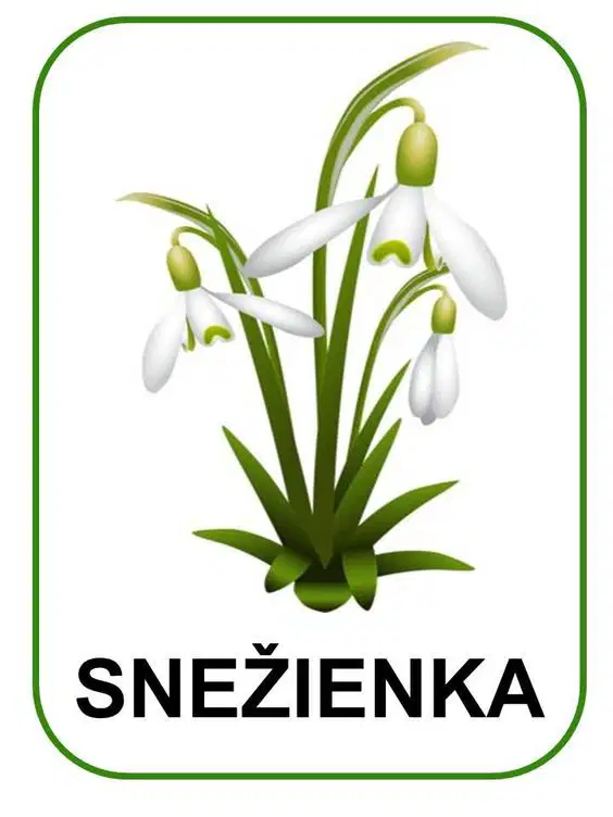 Media Image