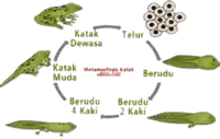 media