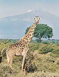 Media Image
