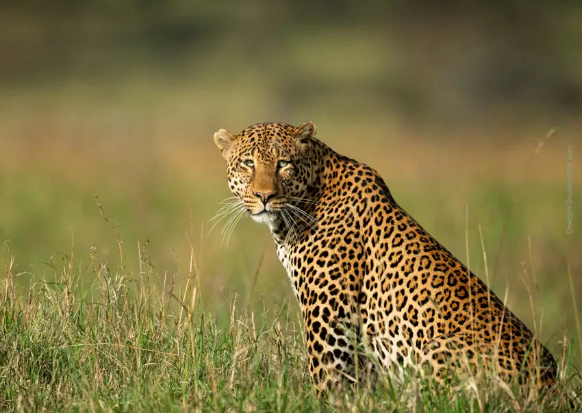 Media Image