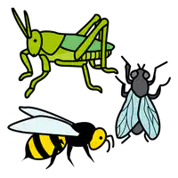 media