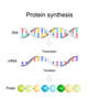 Protein Synthesis Spiral Back