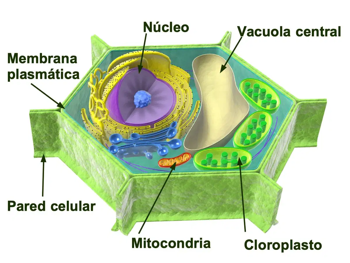 Media Image
